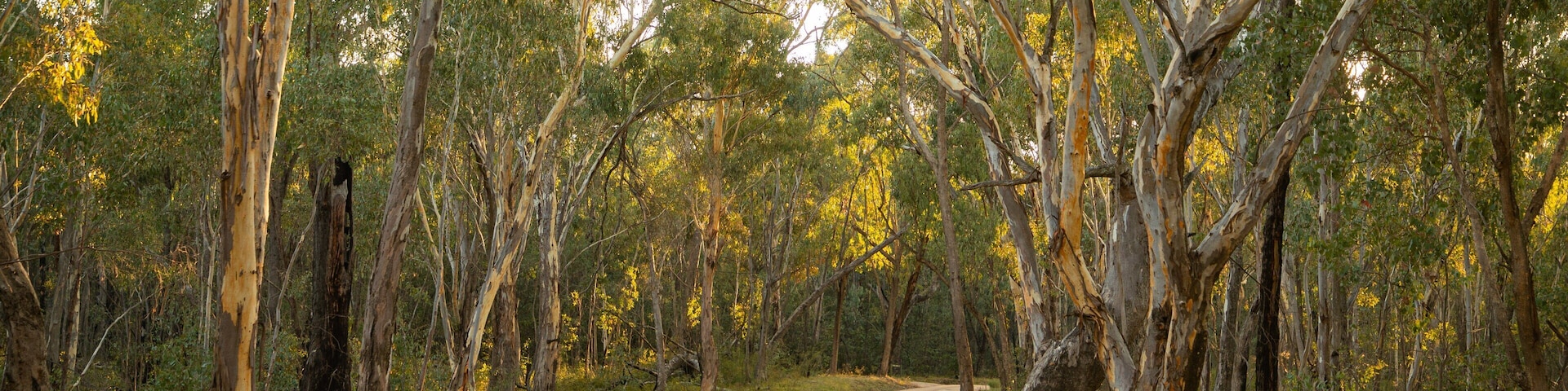 Chiltern-Mt Pilot National Park which includes forests and a park