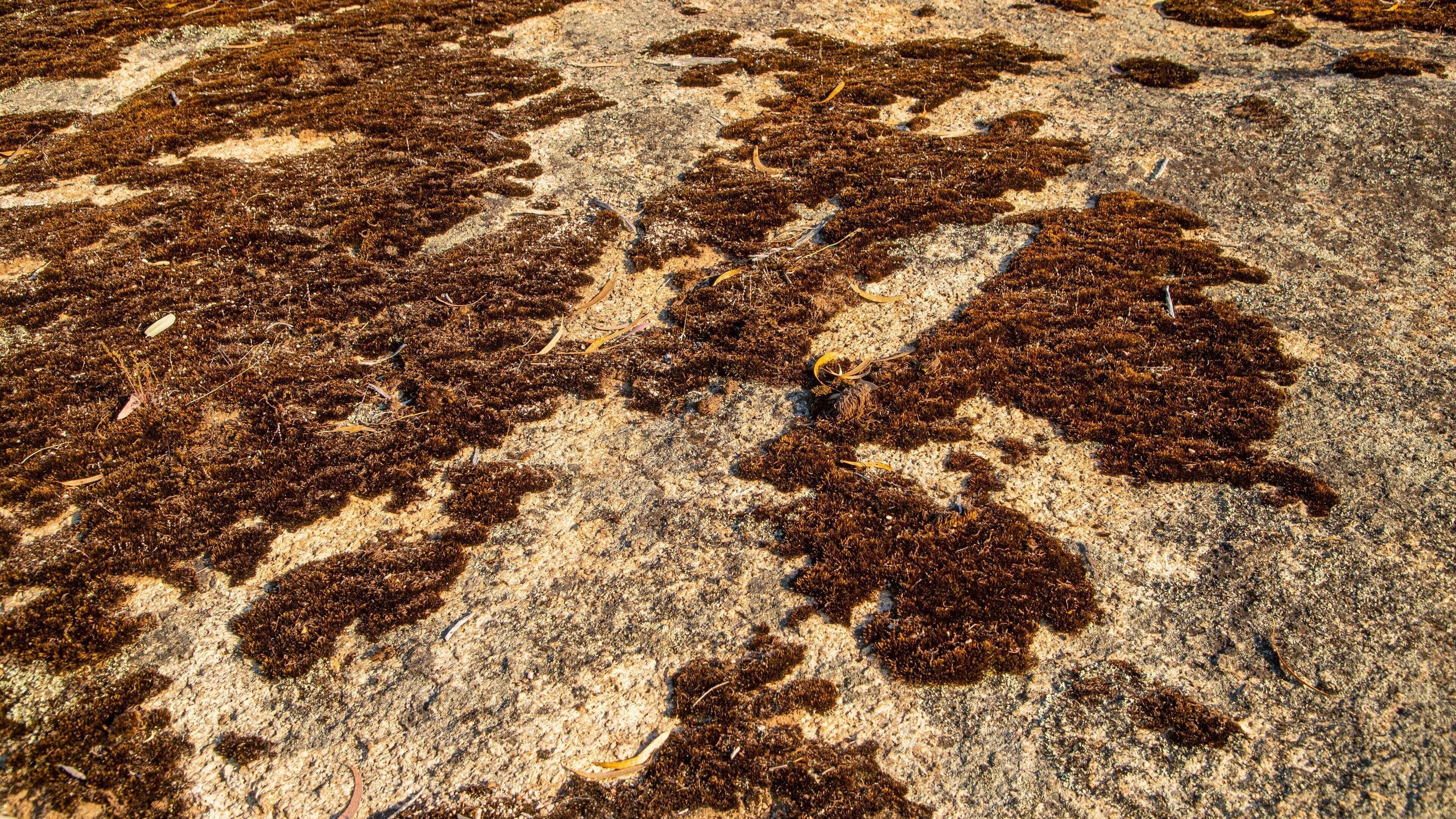 Chiltern-Mt Pilot National Park