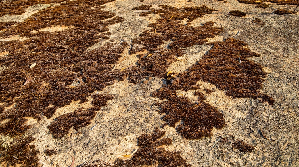 Chiltern-Mt Pilot National Park