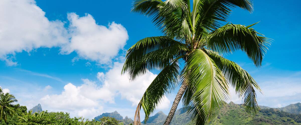 A palm tree over water with mountains in the background.