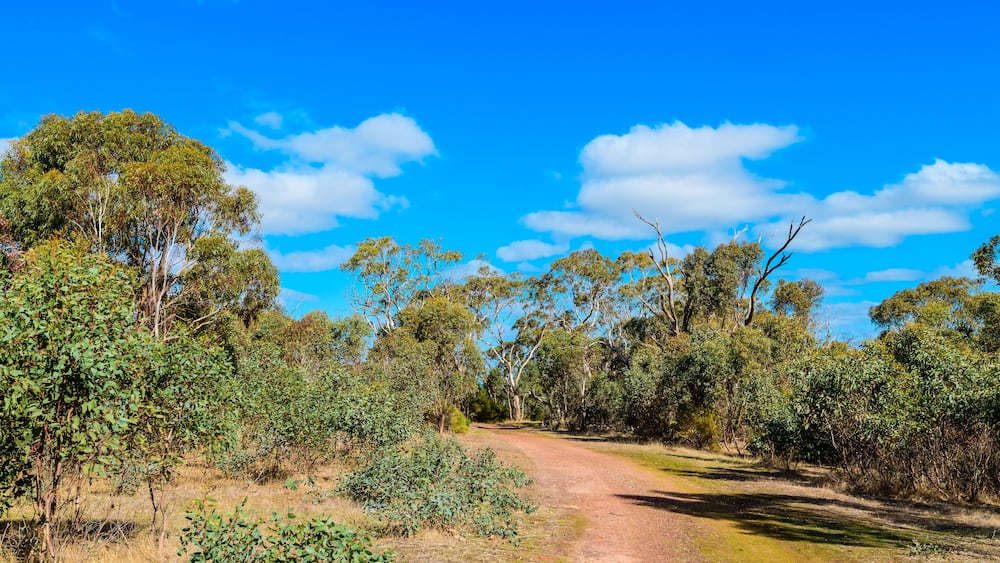 Onkaparinga River National Park trail on a bright day, South Australia