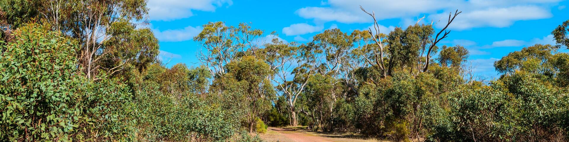 Onkaparinga River National Park trail on a bright day, South Australia