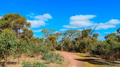 A dirt path through a dense eucalyptus forest with a clear blue sky.