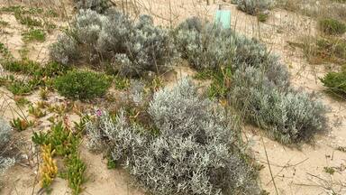 Natural Australian Salt Bush taken in sand dunes surrounding Goolwa Barrage.