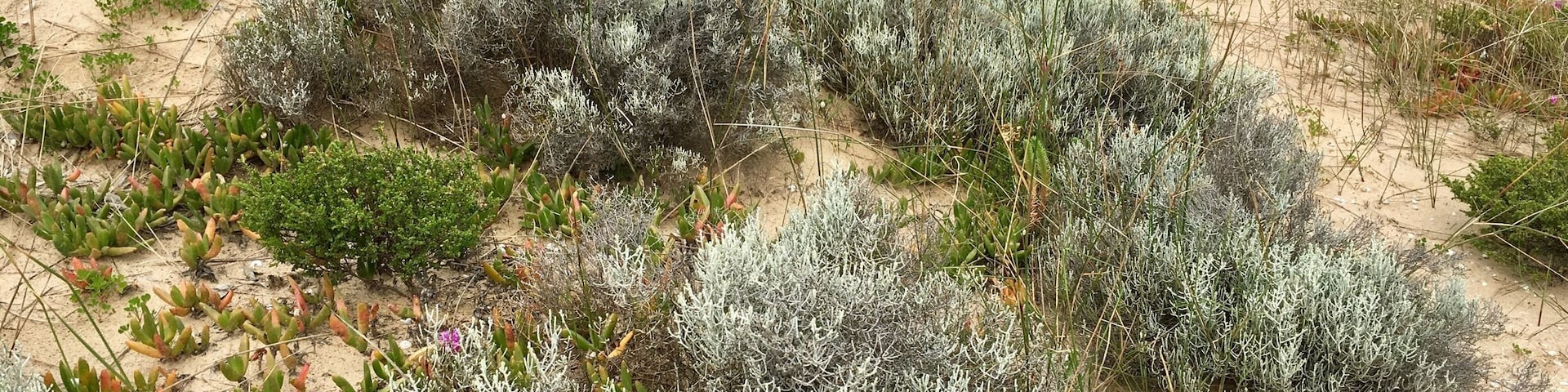 Natural Australian Salt Bush taken in sand dunes surrounding Goolwa Barrage.