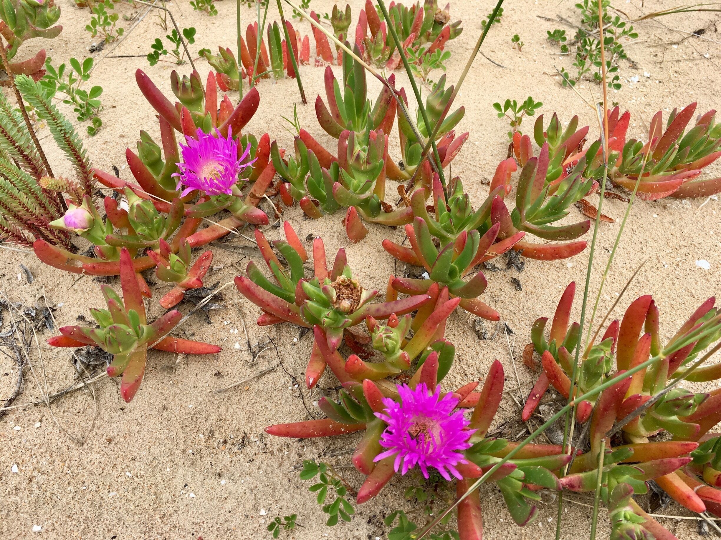Pink Pig Face in natural habitat taken at Goolwa Barrage sand dunes.