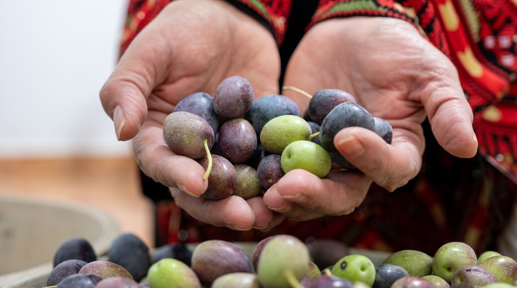 Palestinian female holding heep of olives in her hands