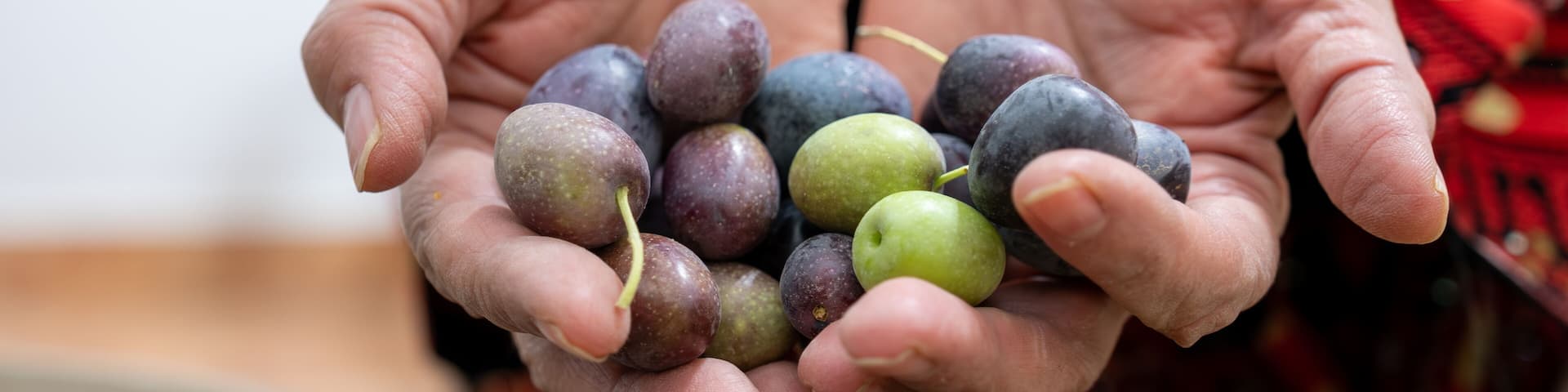 Palestinian female holding heep of olives in her hands