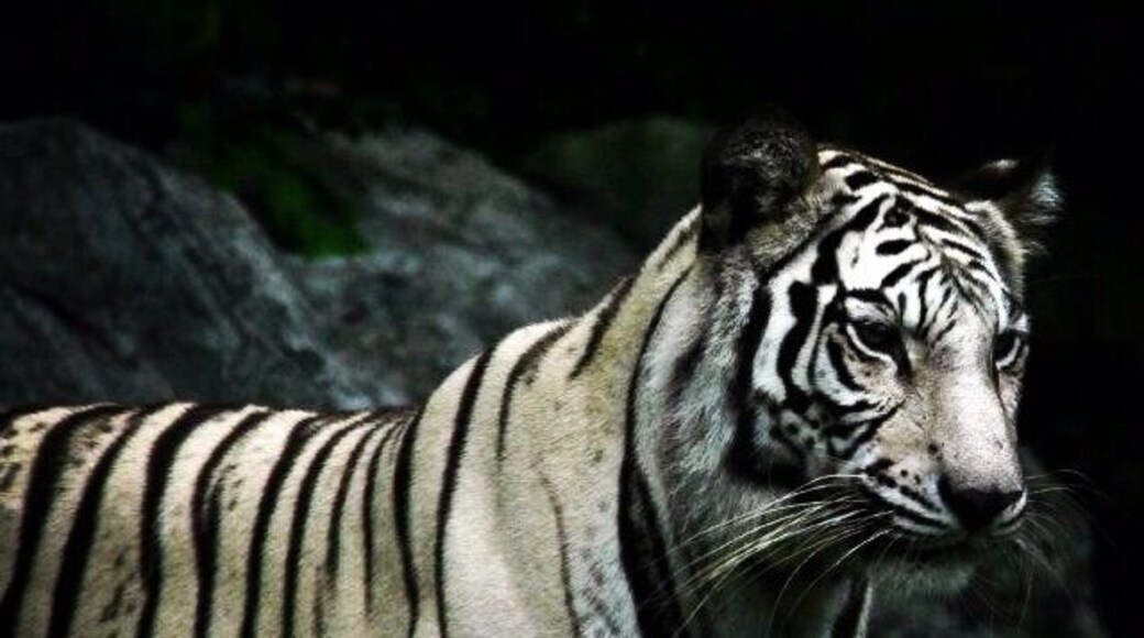 Tiger from the Chiang Mai Zoo.
www.rebeccasroutes.com