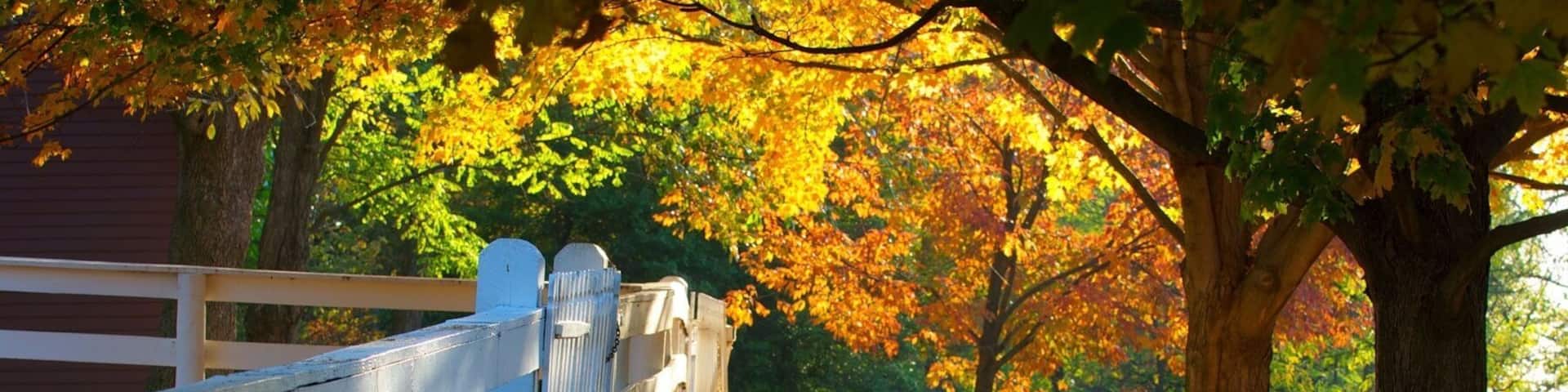 A wooden fence with sheep grazing, surrounded by autumn leaves and trees.