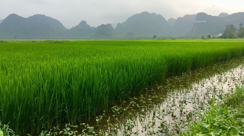A dream come true🤗 Cycling through rice fields in Phong Nha-Ke Bang.
#Asia #Vietnam #PhongNha #Travel #Backpacking #Wanderlust #Rice fields #OnTheRoad #mountains