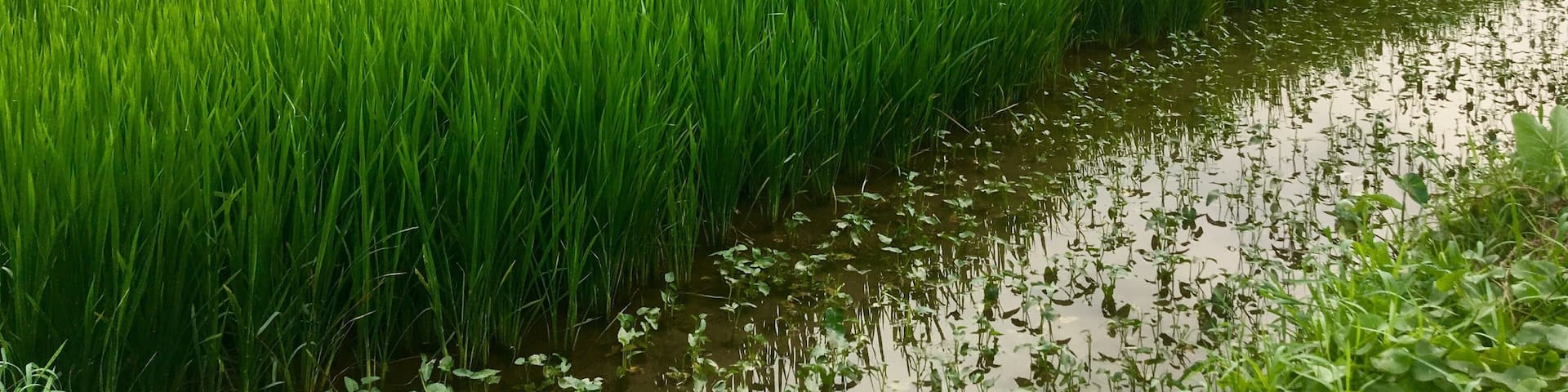 A lush green rice field with a water channel running through it, surrounded by mountains.