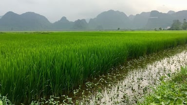 Um campo de arroz verdejante com um canal de água serpenteando por ele, cercado por montanhas.