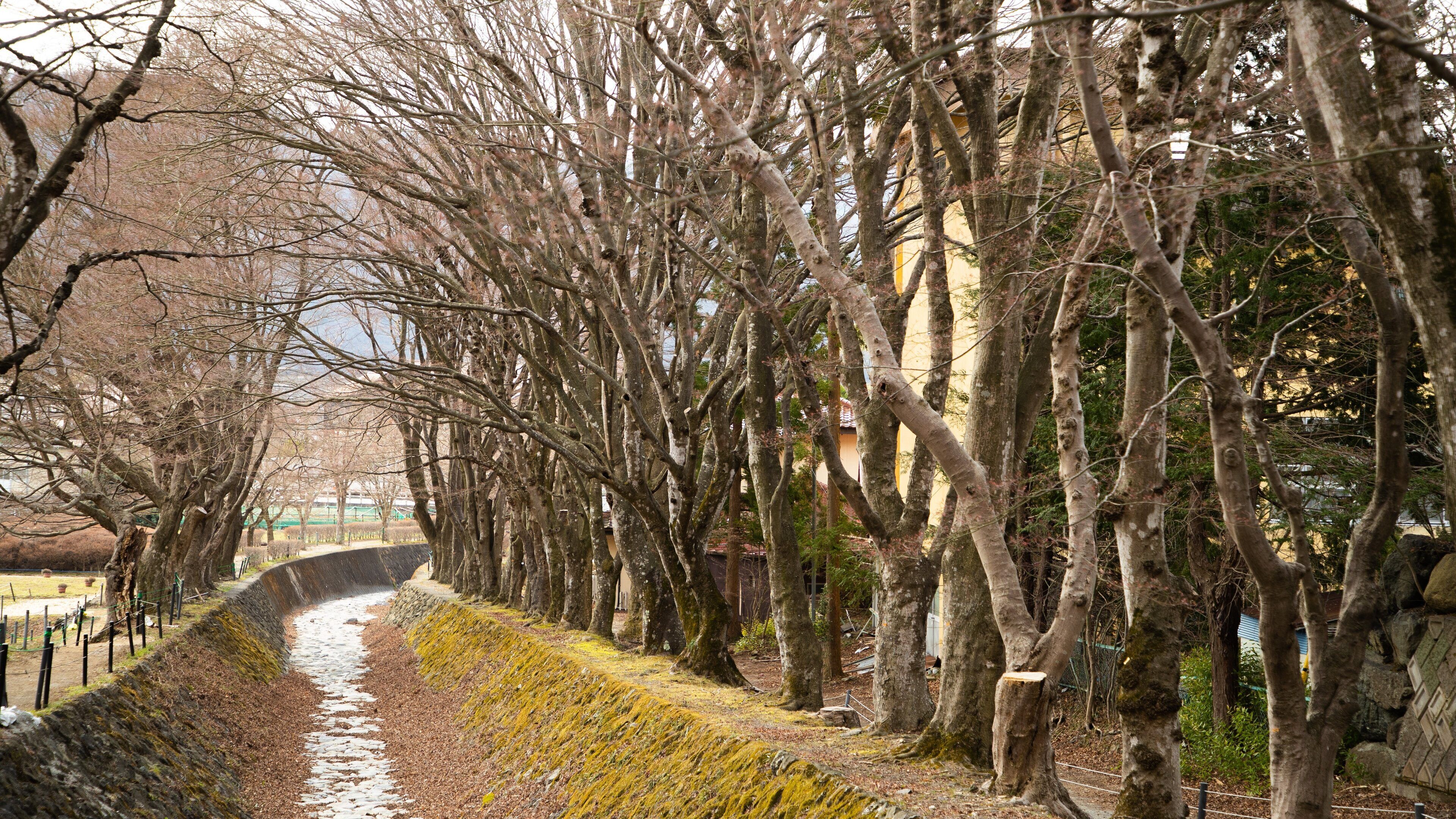 Maple Corridor which includes a river or creek
