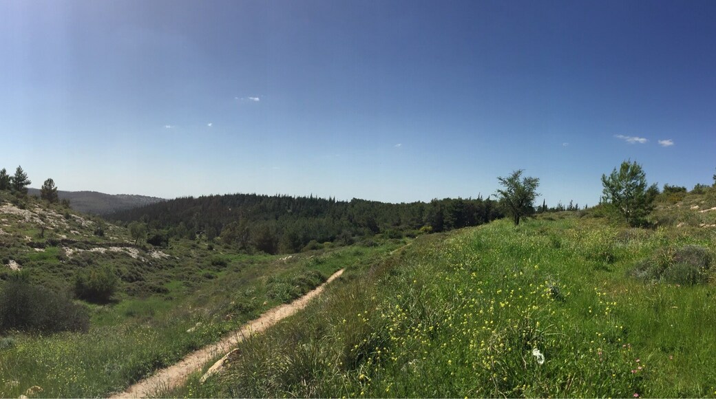 The green and beautiful Israel. Day trip.