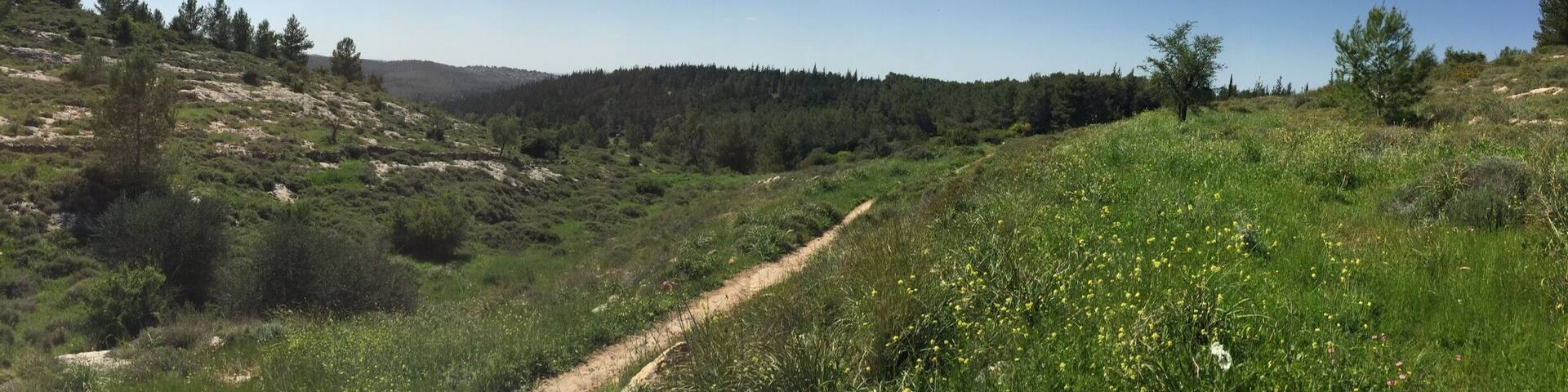 The green and beautiful Israel. Day trip.