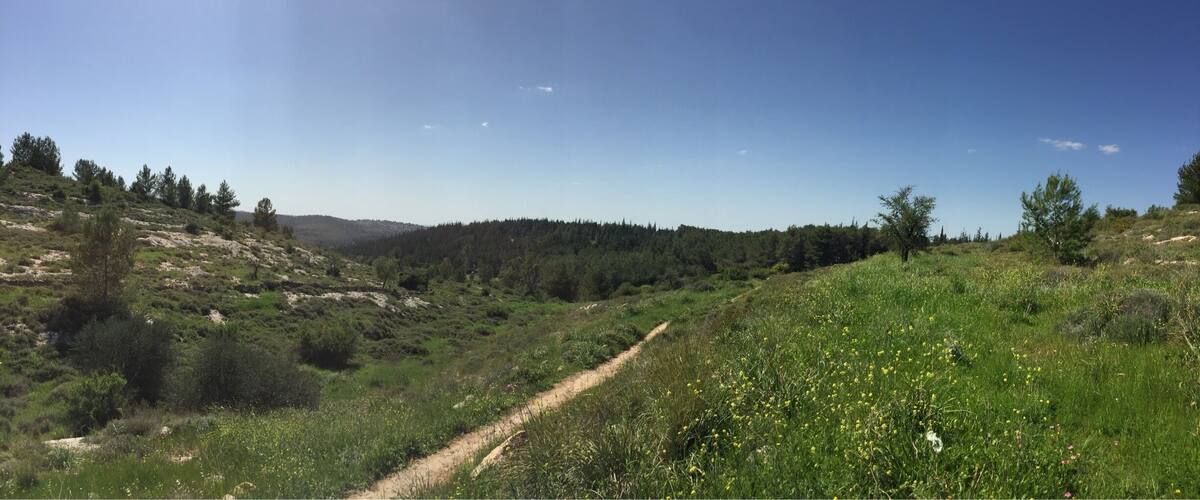 A dirt path winding through a grassy field with scattered wildflowers, surrounded by dense forests and hills under a clear blue sky.