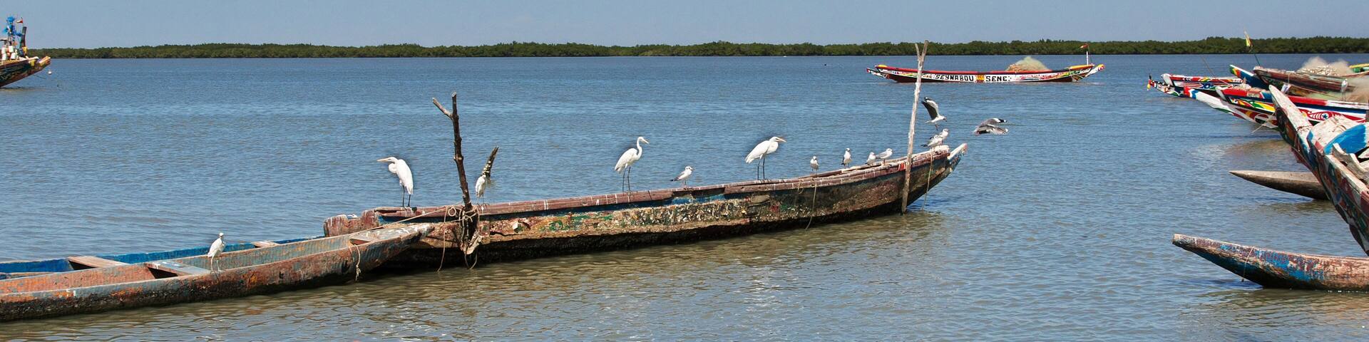 Bird in river port of Ziguinchor, South Senegal, West Africa