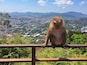 Mirante Monkey Hill