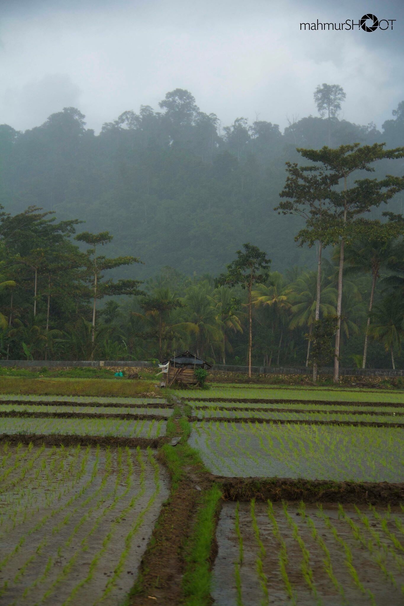 Little house in the middle of paddy field in Kampung Bali Sulawesi Indonesia 