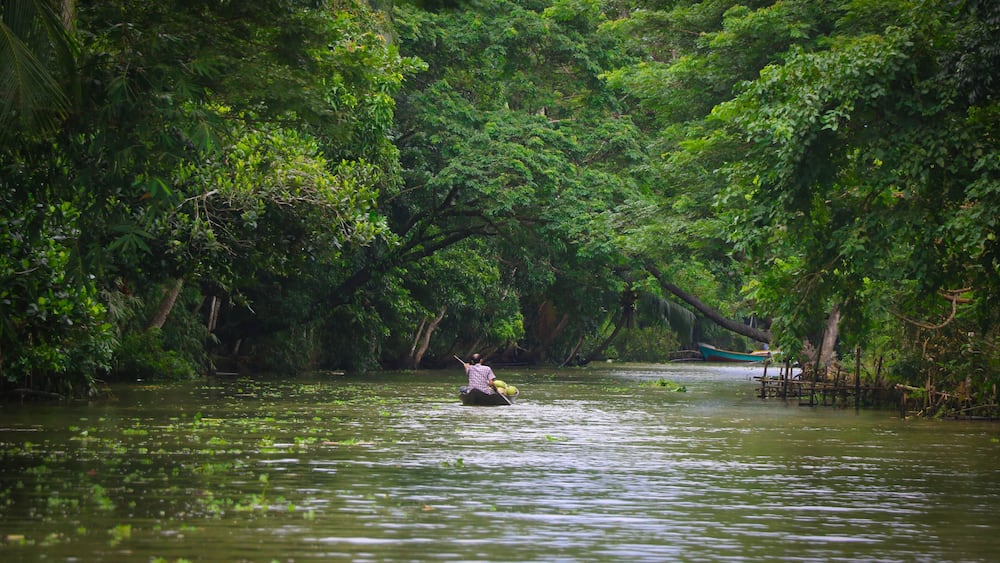 Natural Beauty in the Rural Areas of Barishal, Bangladesh