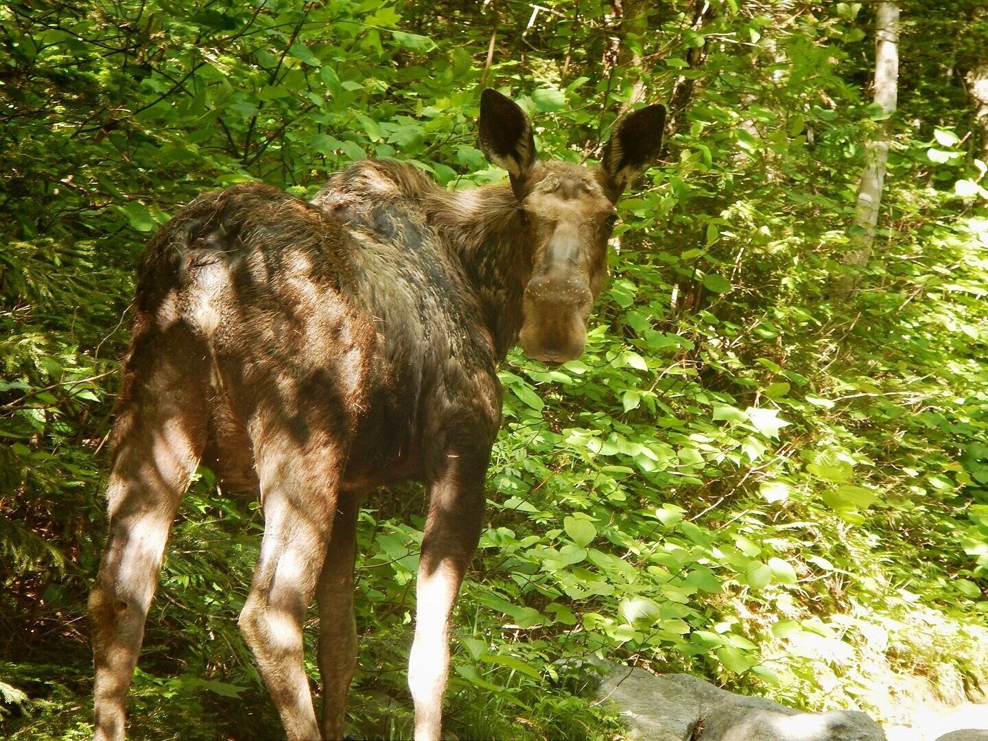 Momma moose grazing on the Tuckerman's Ravine Trail