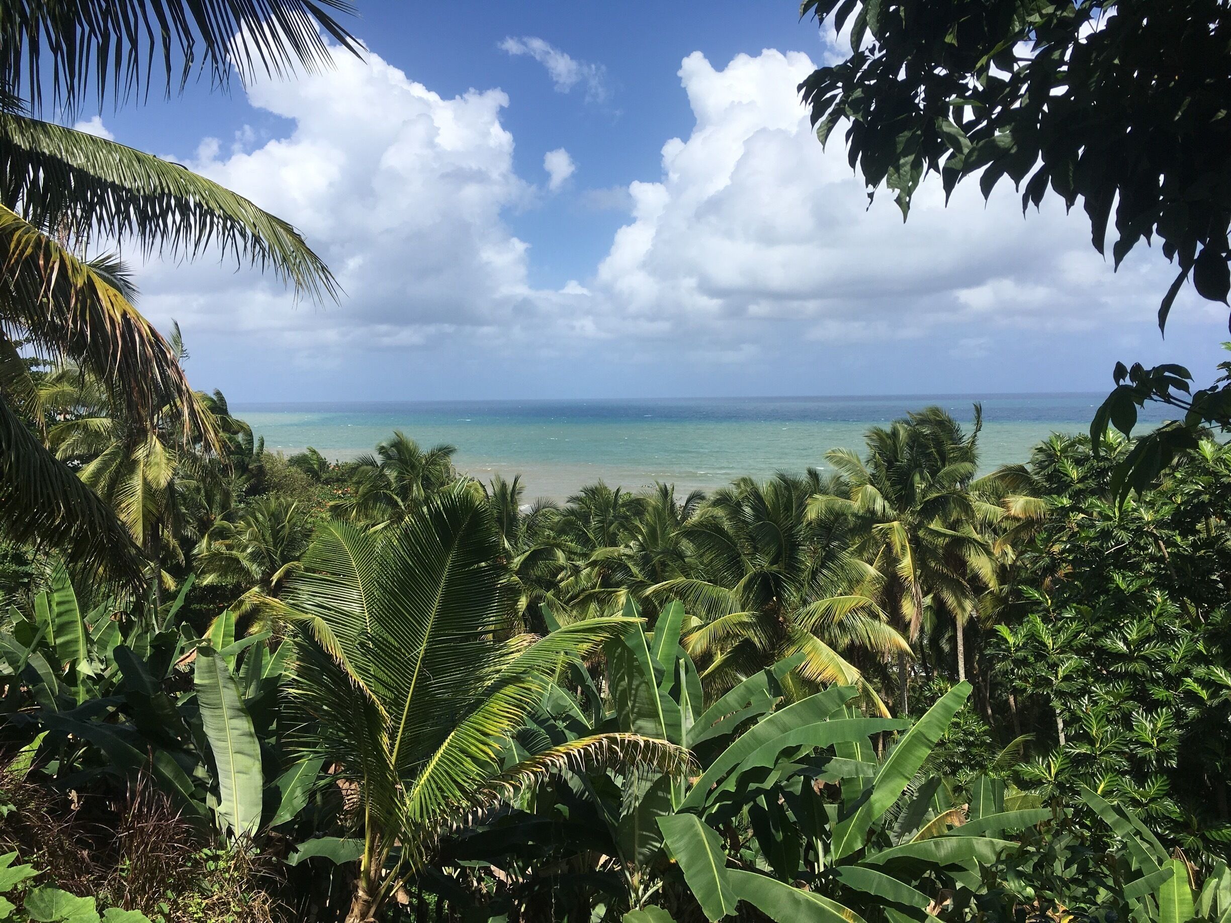 A tropical beach with palm trees and a clear blue sky.