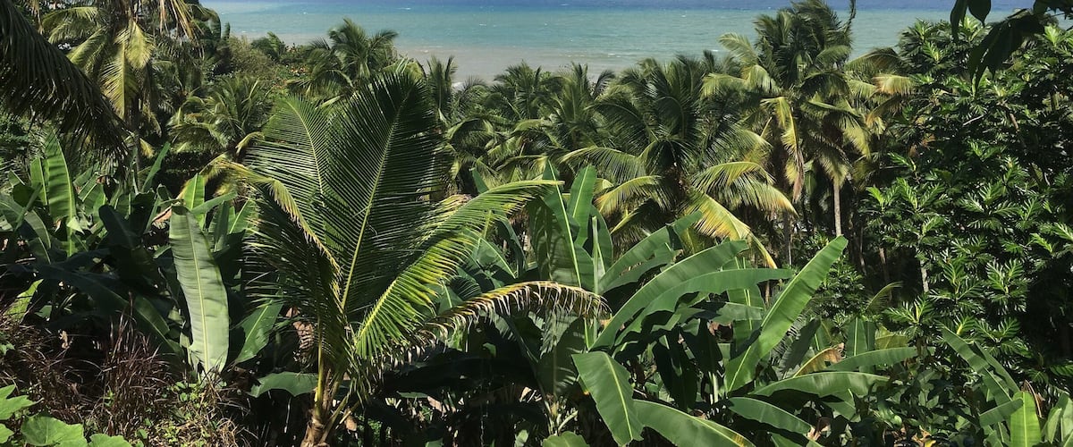 A tropical beach with palm trees and a clear blue sky.