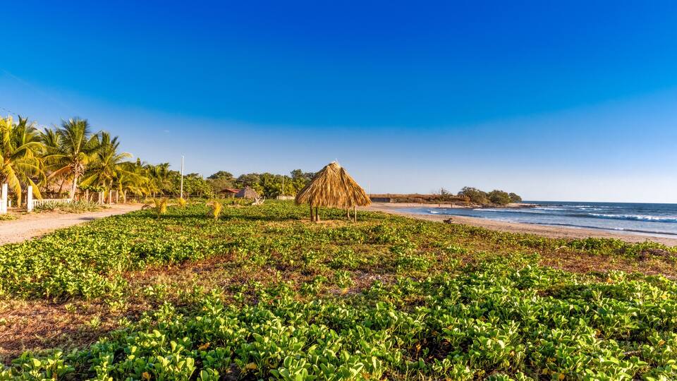 A beach with green vegetation, a thatched hut, palm trees, and the ocean.