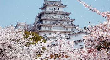 Castle of Himeji with spring cherry blossoms at Japan