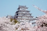 Castle of Himeji with spring cherry blossoms at Japan