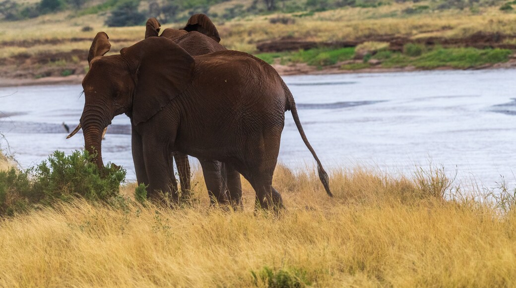 埃瓦索恩吉羅河