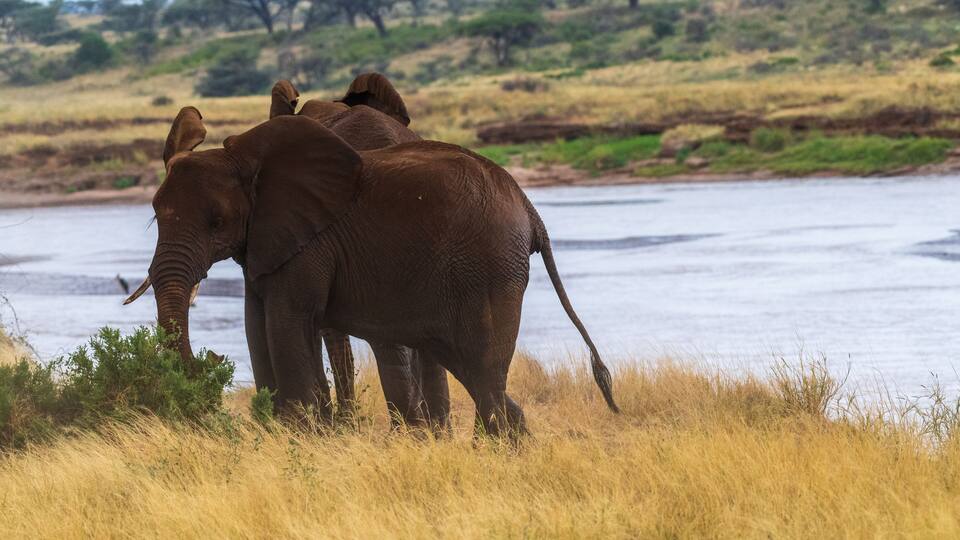 Two elephants near a water body with dry grassland and trees in the background.