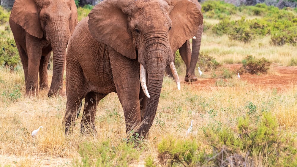 Telephoto of three African Elephants -Loxodonta Africana- grazing on the banks of the Ewaso Ngiro river in the Samburu National Reserve, Kenya