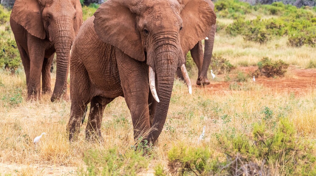 埃瓦索恩吉羅河