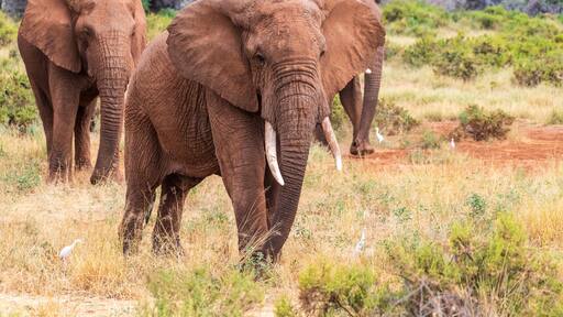 埃瓦索恩吉羅河
