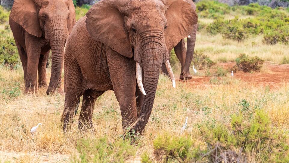Elephants in a grassy savannah with sparse trees and shrubs.