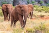 Telephoto of three African Elephants -Loxodonta Africana- grazing on the banks of the Ewaso Ngiro river in the Samburu National Reserve, Kenya