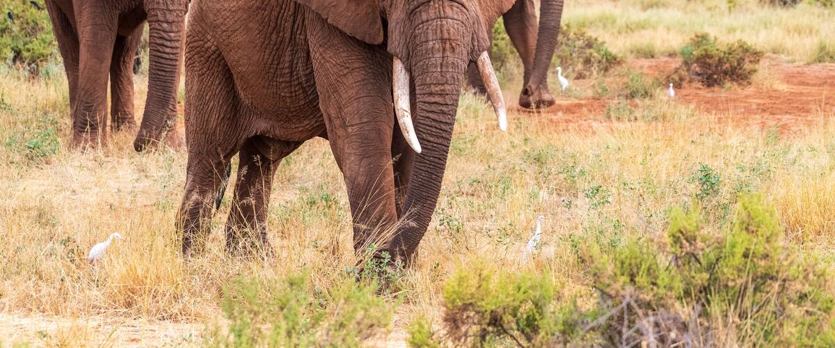 Elephants in a grassy savannah with sparse trees and shrubs.