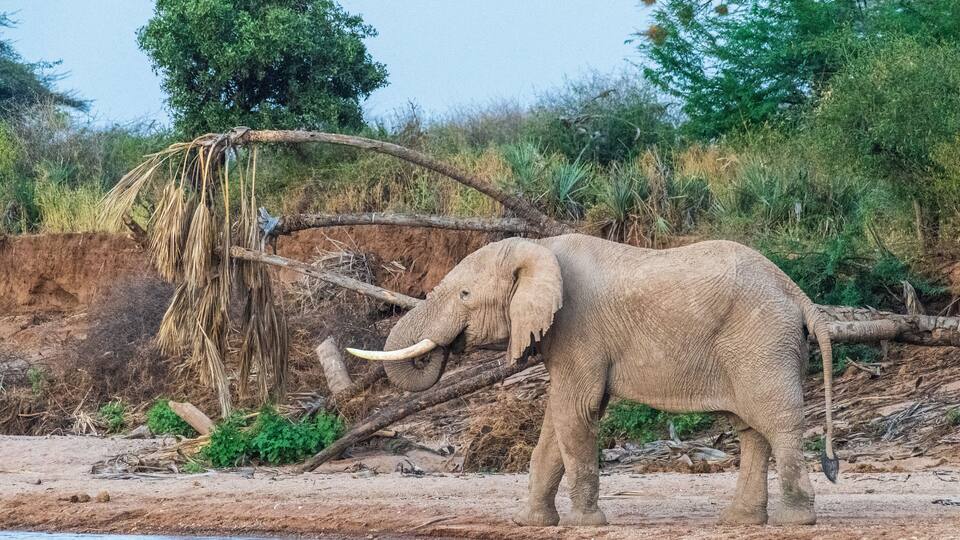 An elephant near a fallen tree by a riverbank.