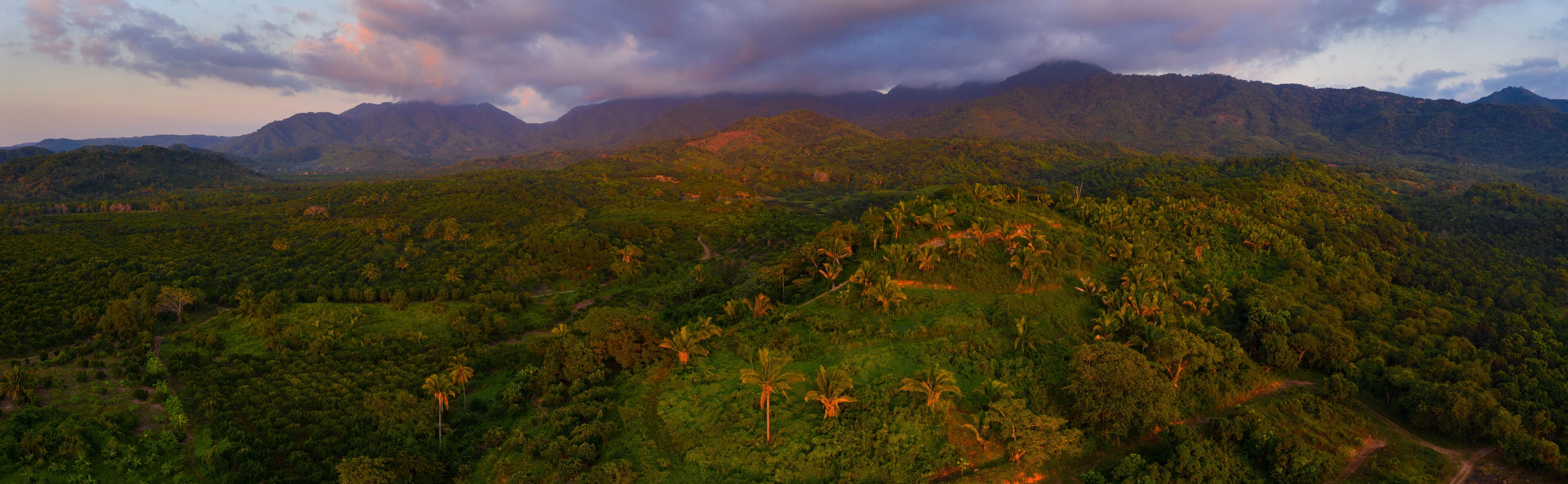 A lush green landscape with dense vegetation and a mountain range in the background.