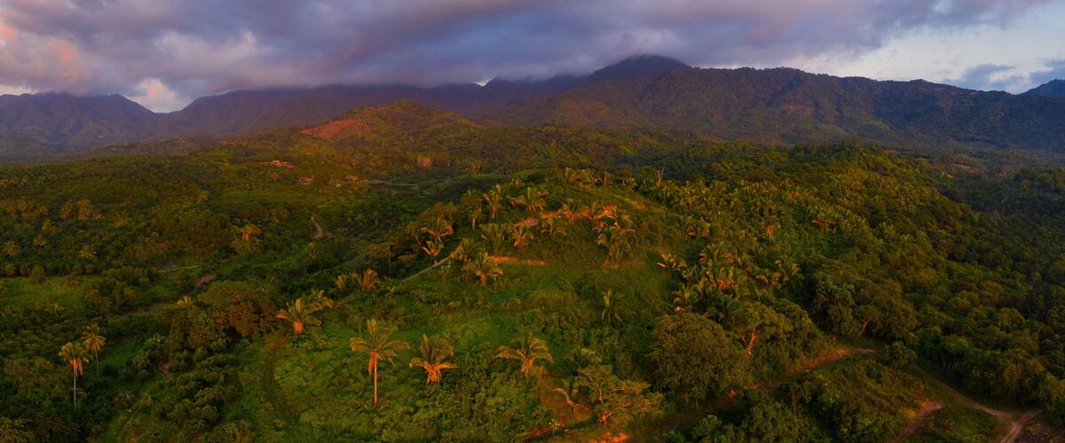 A lush green landscape with dense vegetation and a mountain range in the background.
