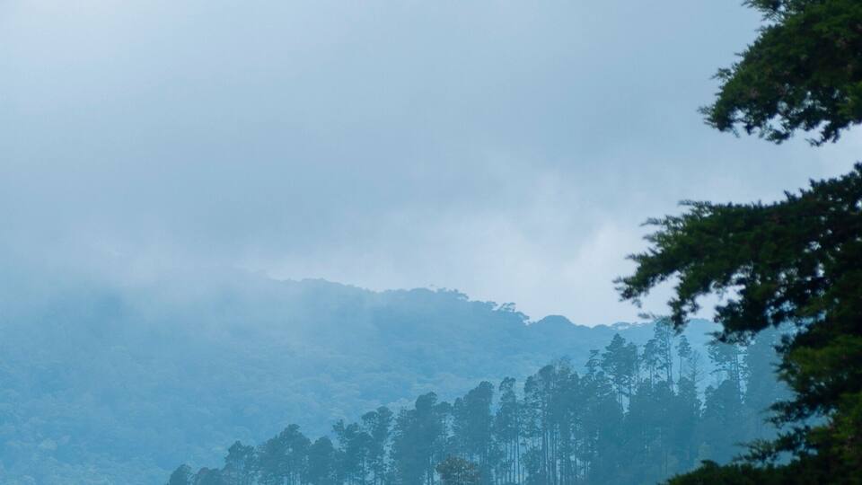 A dense forest with tall trees and a misty mountain range in the background.
