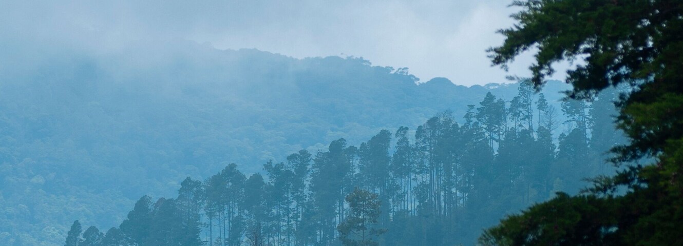 A dense forest with tall trees and a misty mountain range in the background.