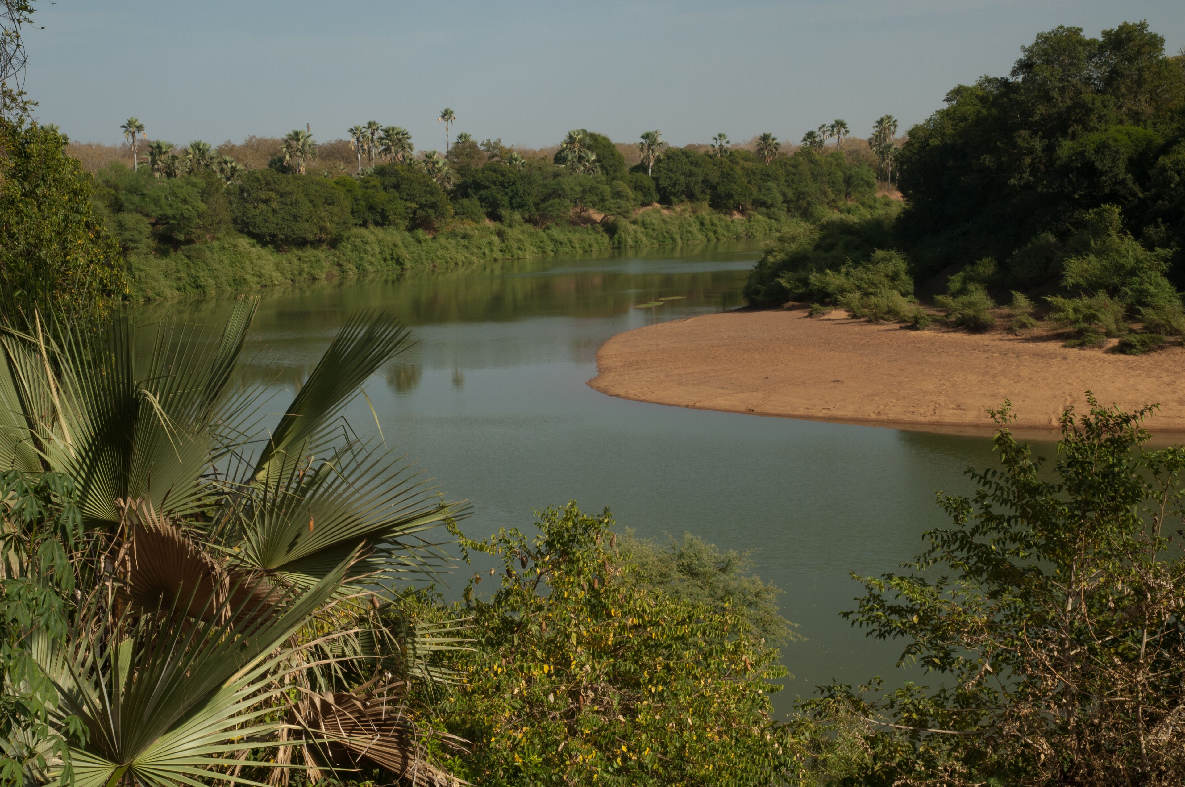A river with a sandy bank and dense greenery, including palm trees and bushes.