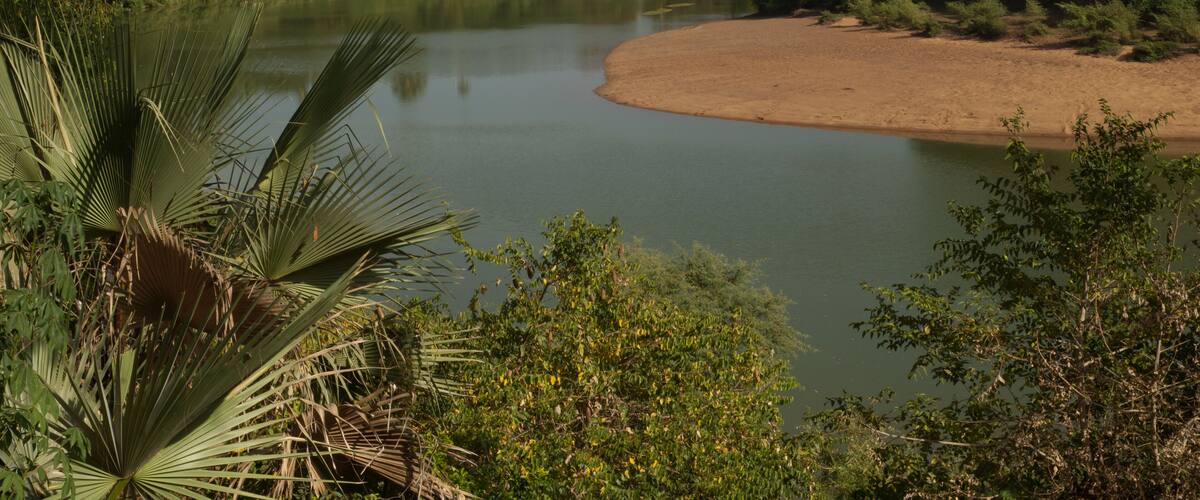 A river with a sandy bank and dense greenery, including palm trees and bushes.