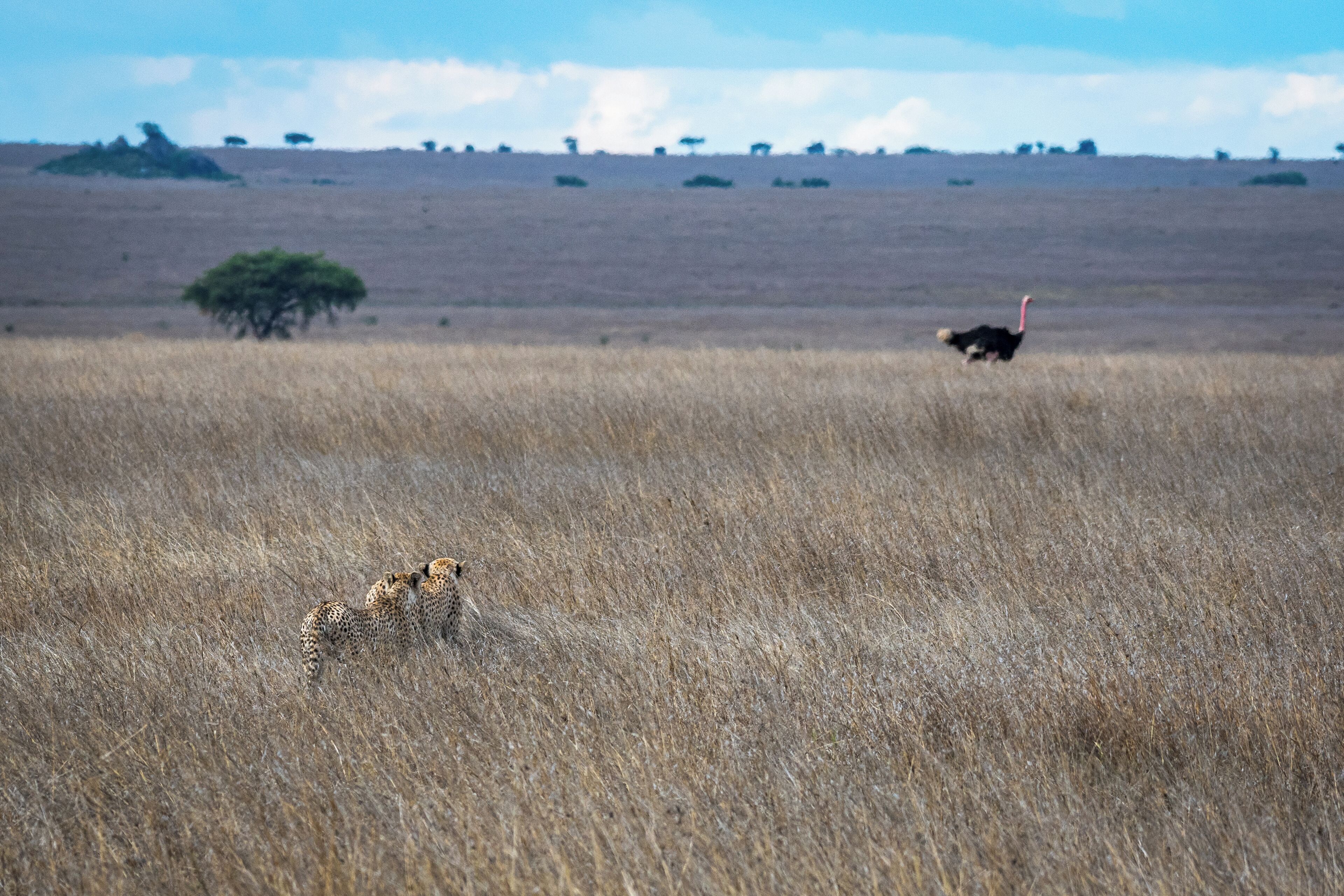 A savanna landscape with dry grass, a few scattered trees, and a distant ostrich.