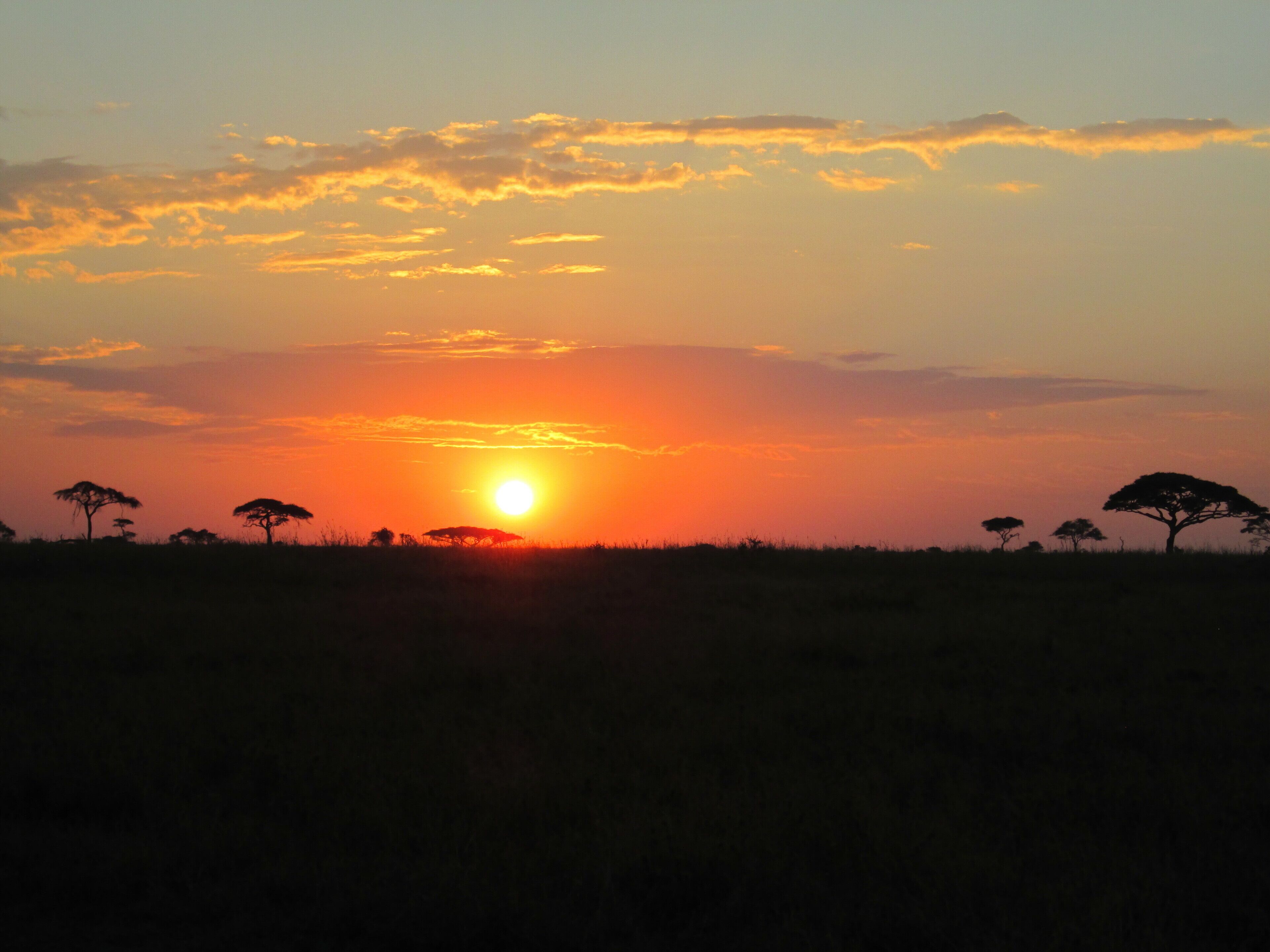 Sunset view with the umbrella tree in Serengeti Tanzania 