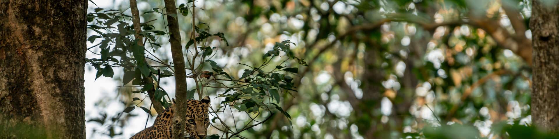 wild male leopard or panther or panthera pardus with eye contact resting on natural green tree branch in winter season safari at dhikala zone jim corbett national park forest uttarakhand india