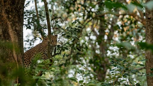 wild male leopard or panther or panthera pardus with eye contact resting on natural green tree branch in winter season safari at dhikala zone jim corbett national park forest uttarakhand india